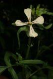 Eruca vesicaria subsp. sativa RCP6-07 038.jpg